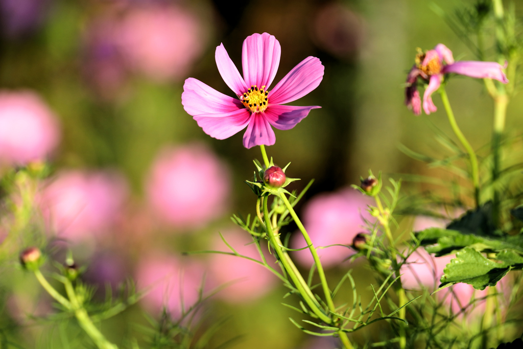 濃いピンクの秋桜