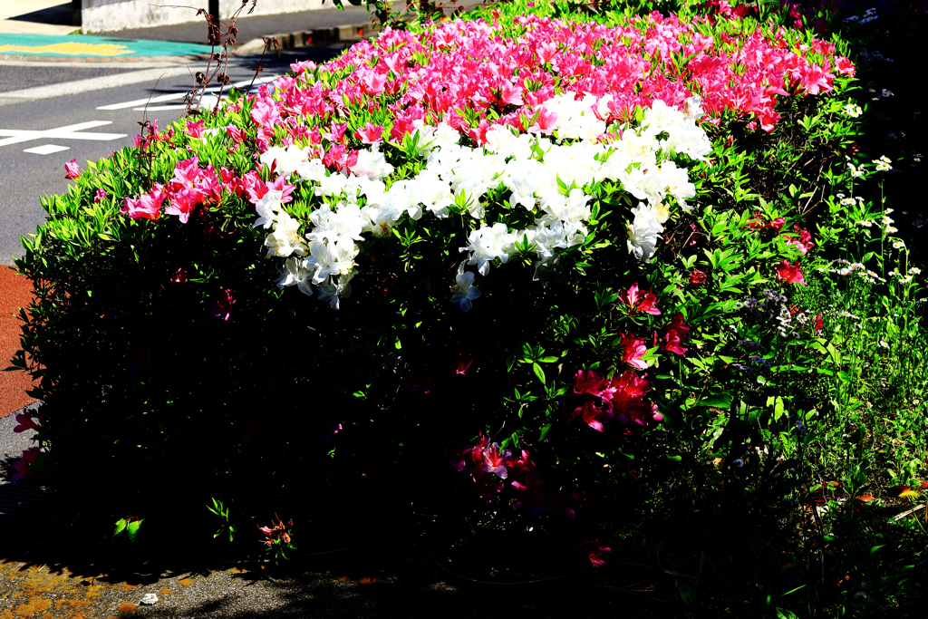 遊歩道のツツジ