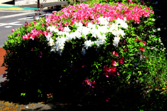 遊歩道のツツジ