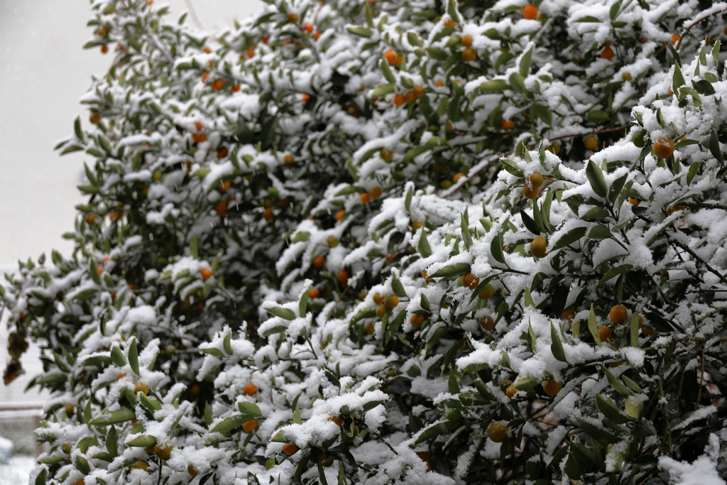 初雪　金柑の左顔