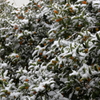初雪　金柑の左顔