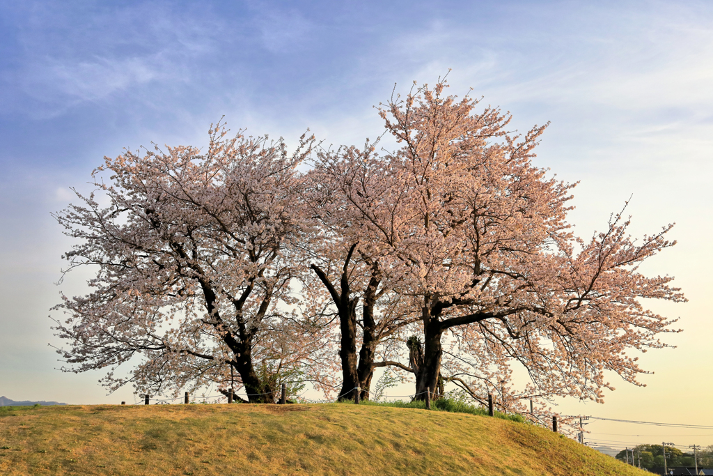 塚越古墳の桜　横顔