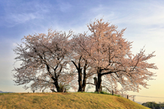 塚越古墳の桜　横顔