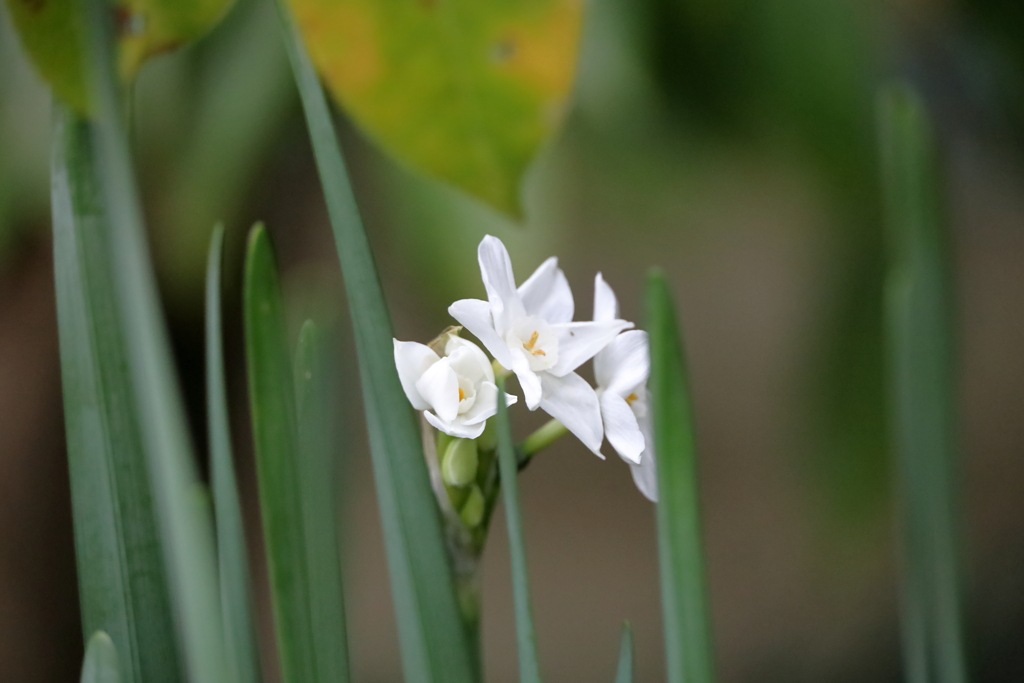 白水仙　奥の方に