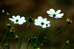 白いコスモス 白いコスモス