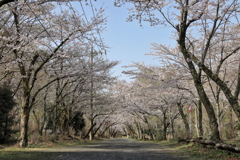 弘法山の春
