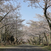 弘法山の春