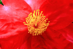 キスするように