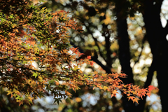 弘法山公園の紅葉