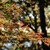 弘法山公園の紅葉