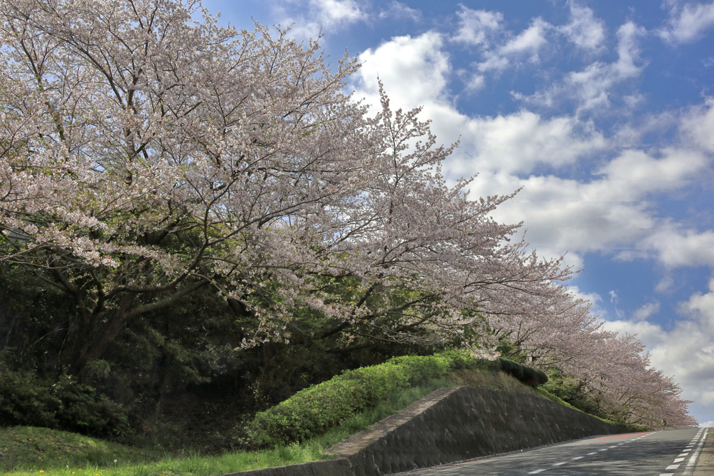 通勤路の桜（下から）