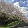 通勤路の桜（下から）