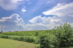 トウモロコシの空