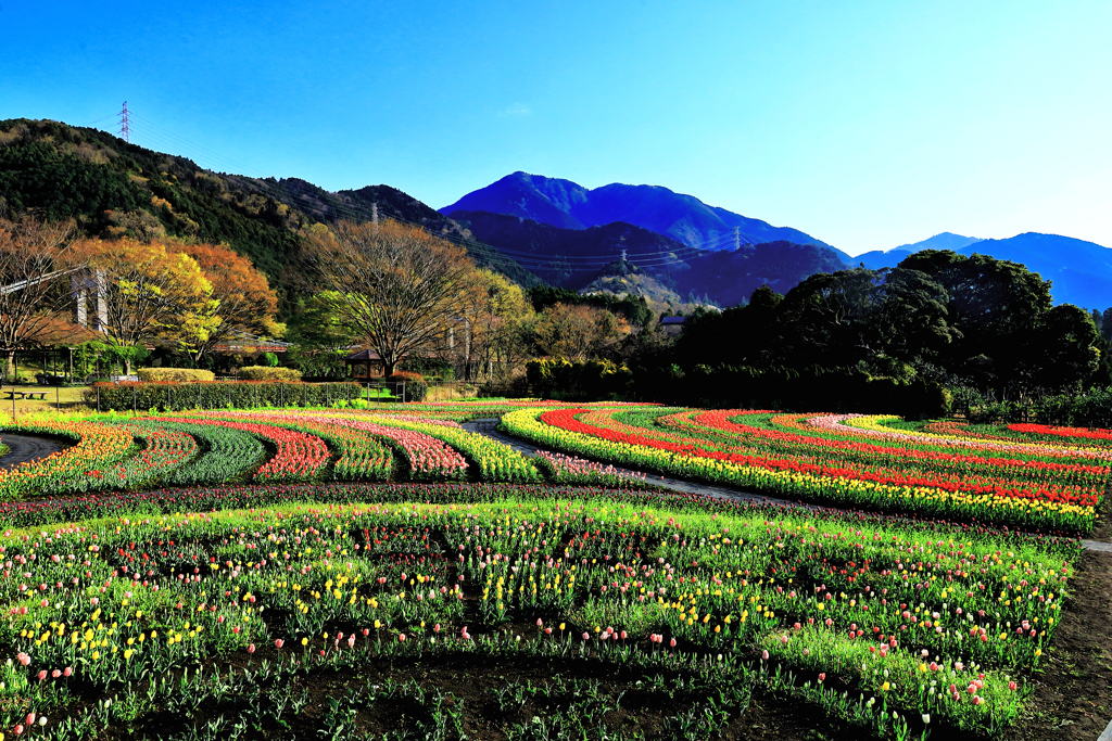 秦野戸川公園のチューリップ
