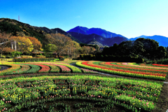秦野戸川公園のチューリップ