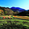 秦野戸川公園のチューリップ