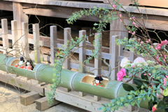 座間神社の春よこい　ひなまつり。