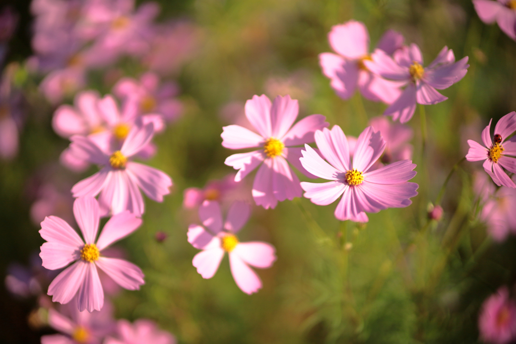 濃紅の秋桜