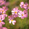 濃紅の秋桜
