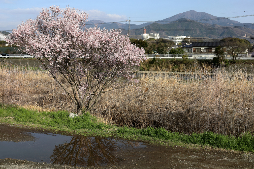 桜と水たまり