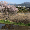 桜と水たまり