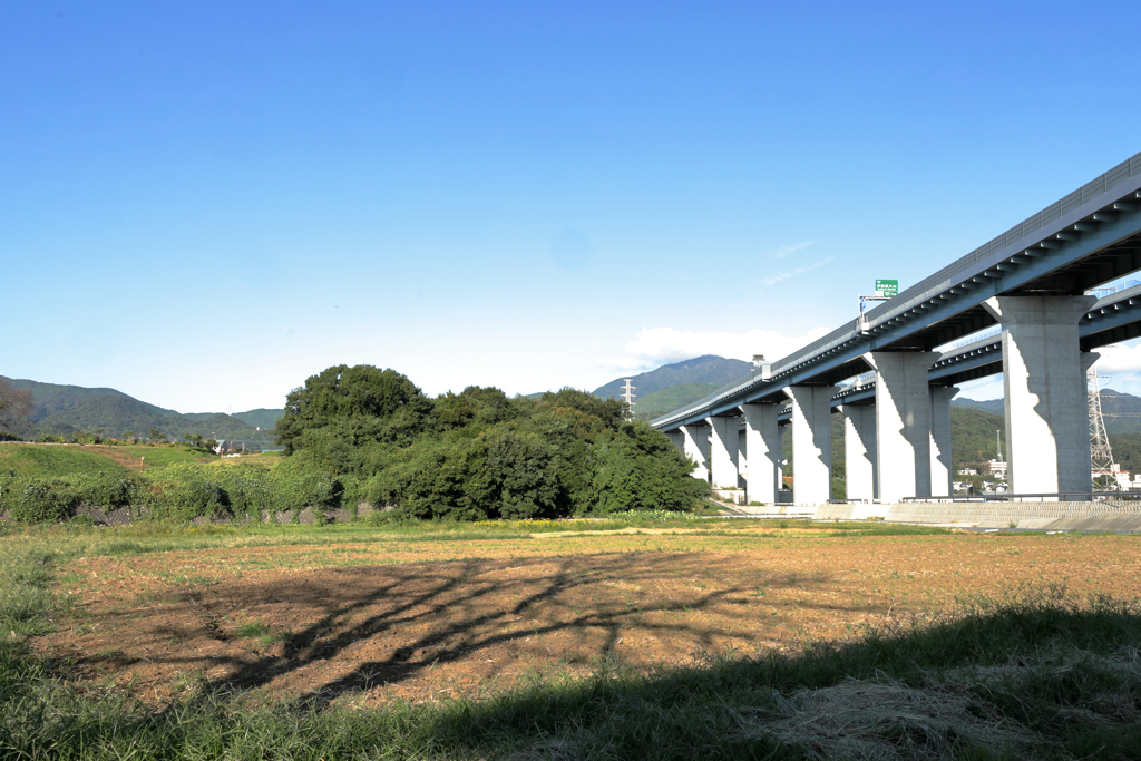 木の陰と高速道路