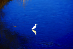 サギを追い抜こうと