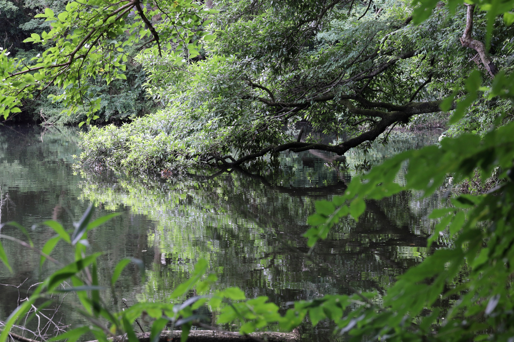 夏の震生湖