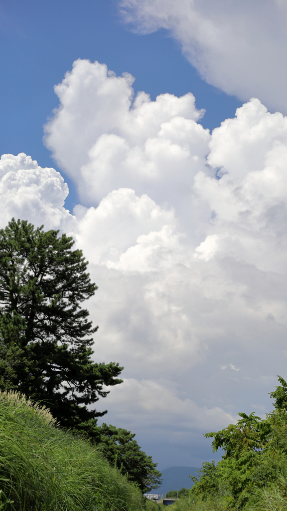 沿道沿いの白い雲
