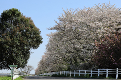 戸沢橋スポーツ広場脇の桜並木