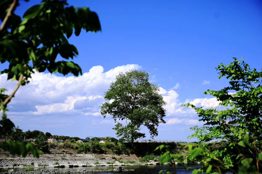 白い雲と一本木