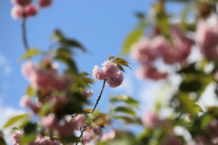 咲き終わりの八重桜
