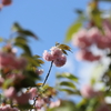 咲き終わりの八重桜