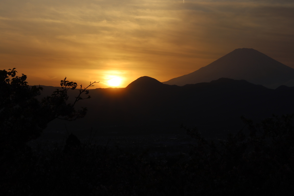 河津桜と夕陽