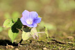 アメリカアサガオ