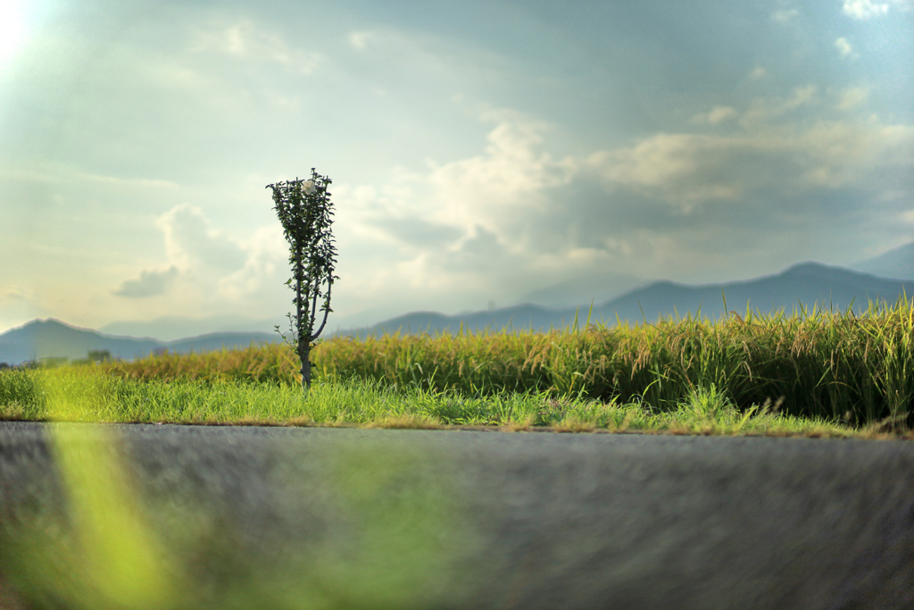 ムクゲの一本木