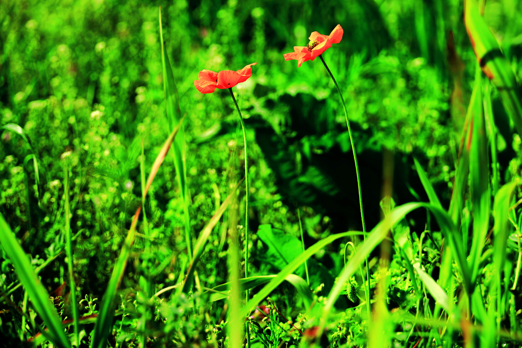 こっそりとふたりで