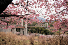 戸川公園の河津桜
