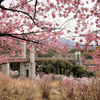 戸川公園の河津桜