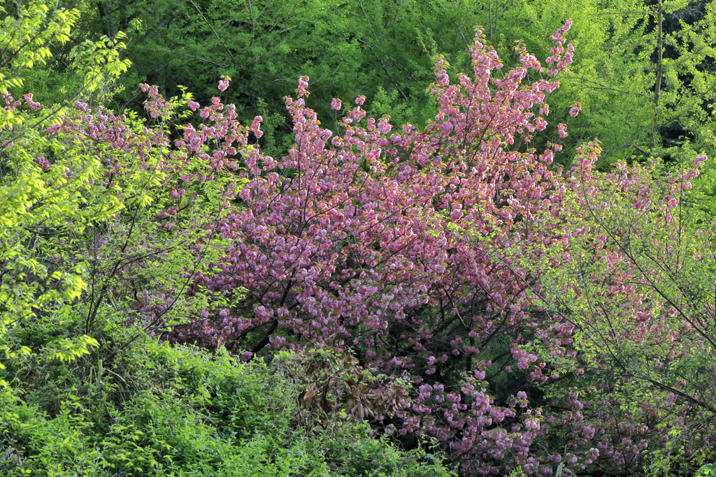 木々に隠れる八重桜