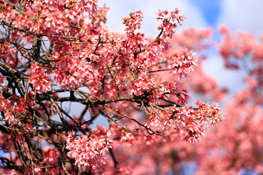 平和橋付近のおかめ桜