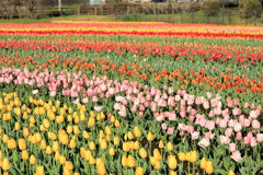 戸川公園のチューリップ畑