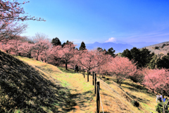 河津桜と富士山