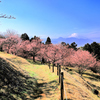 河津桜と富士山