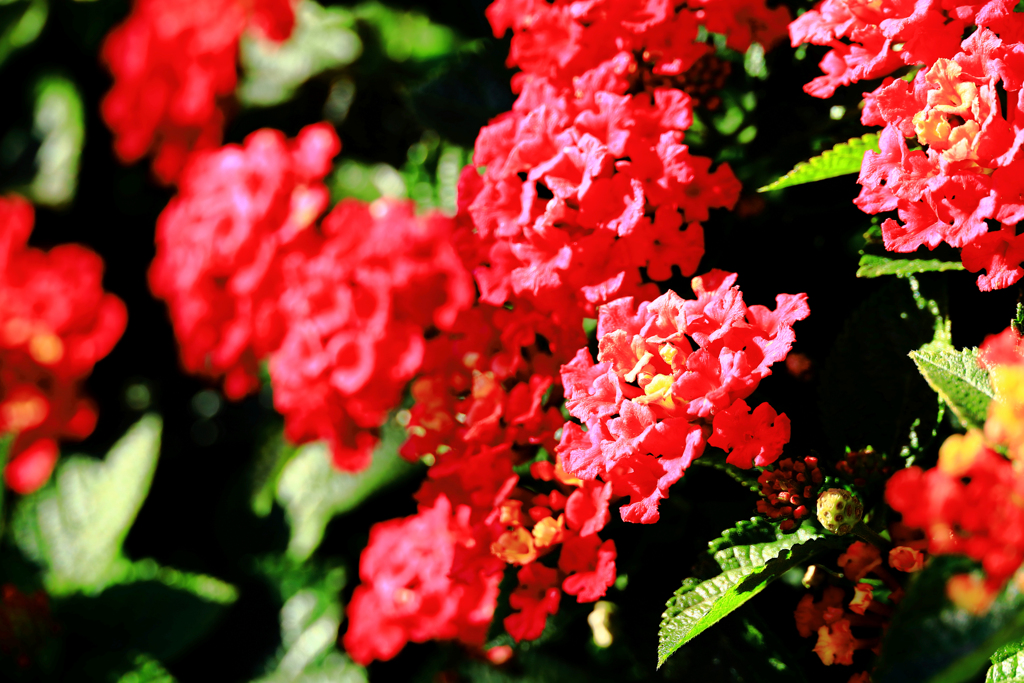 真っ赤なランタナ