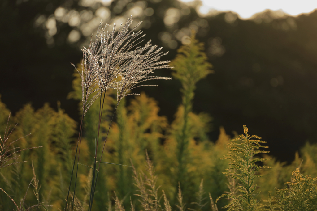 輝くススキ