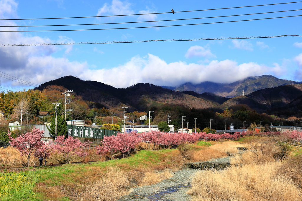 平和橋付近のおかめ桜