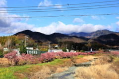 平和橋付近のおかめ桜