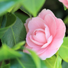 桃色山茶花