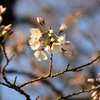 花と蕾と